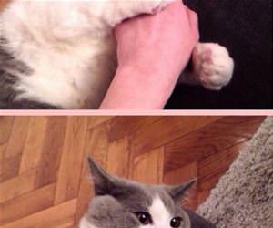 dont boop me funny picture