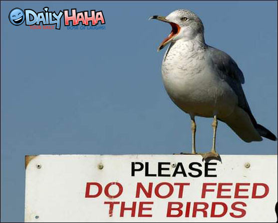 Dont Feed the Birds