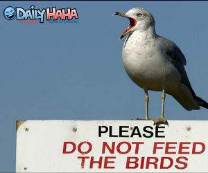 Dont Feed the Birds