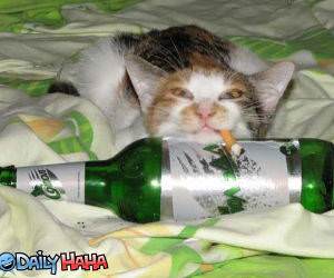 Drinking and Smoking Cat