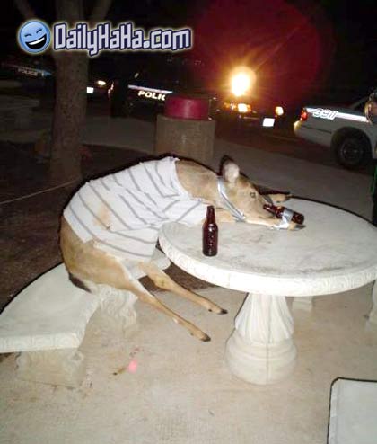 Drunk Deer