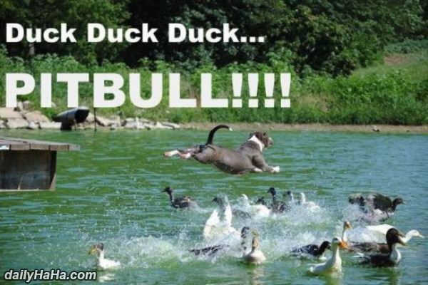 duck duck duck pitbull funny picture
