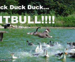 duck duck duck pitbull funny picture