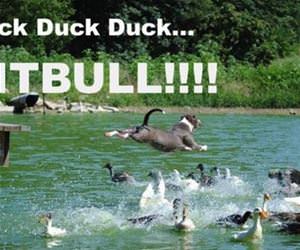 duck duck duck funny picture