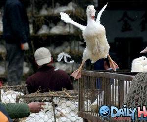 Duck Trying To Escape