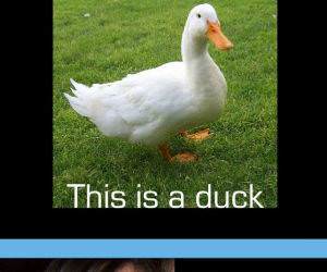 Ducks funny picture