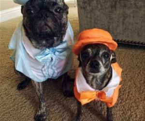 dumbest thing ever funny picture