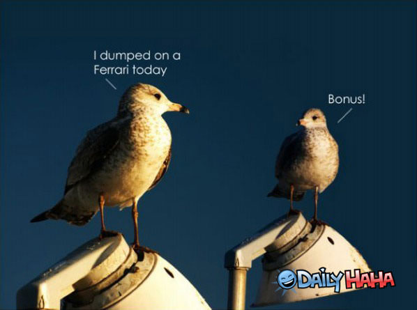 Dump Bonus funny picture