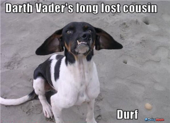 Durf Dog funny picture