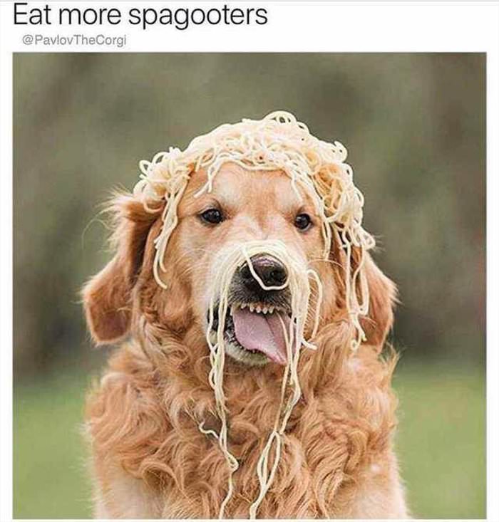 eat more spagooters