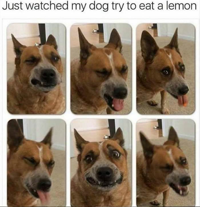 eating a lemon