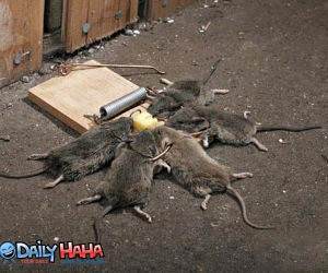 Effective Mouse Trap