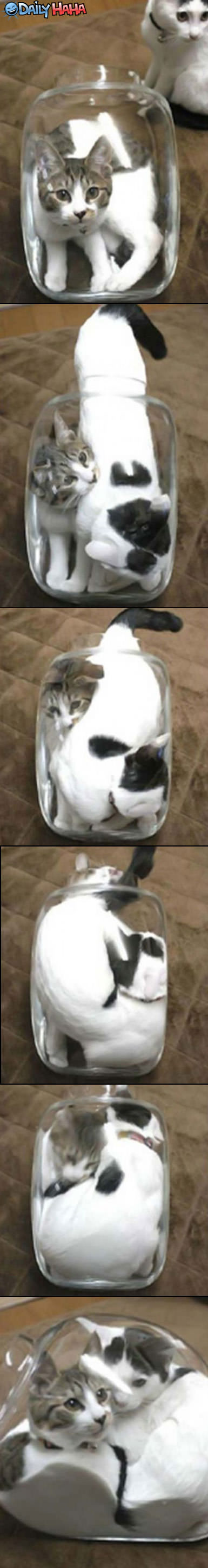 Jar of Cats Funny Picture