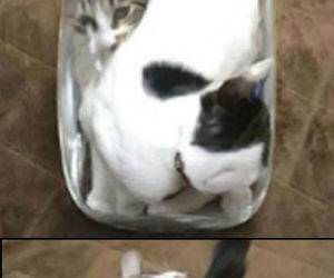 Jar of Cats Funny Picture