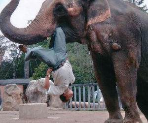 Elephant Food picture