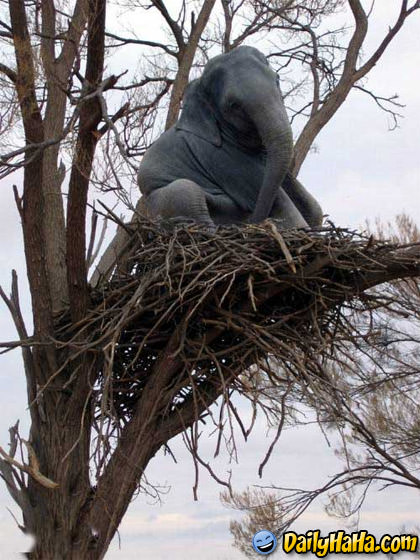 Elephant Has Eggs in Tree