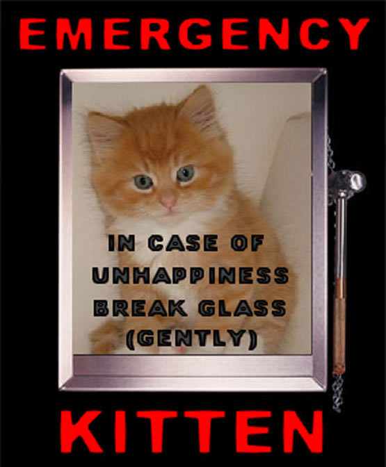 Emergency Kitten