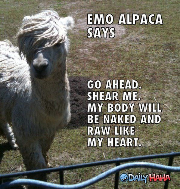 Emo Alpaca funny picture
