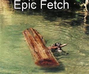 Epic Fetch funny picture