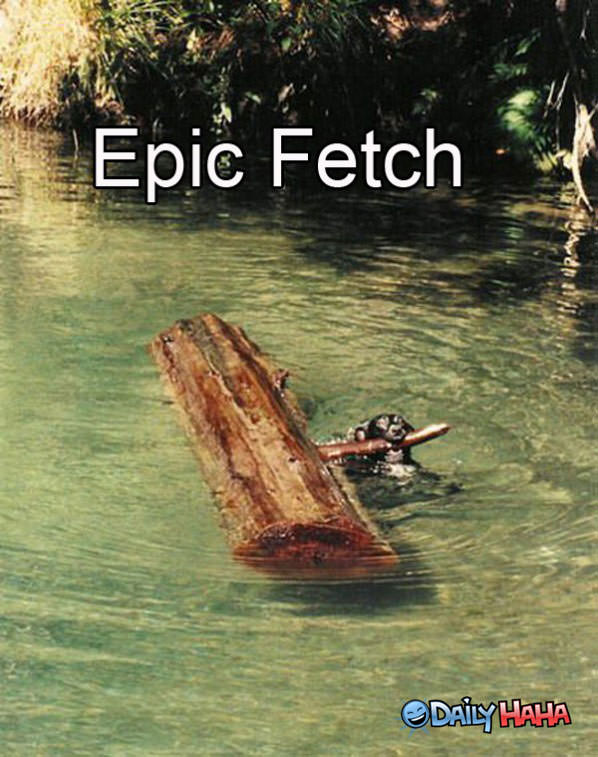 Epic Fetch funny picture