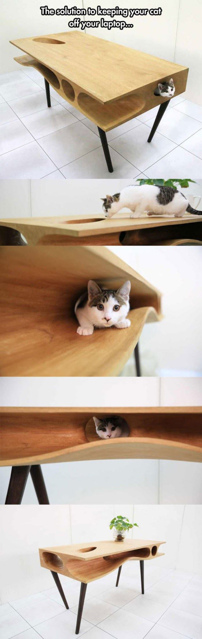 epic cat table funny picture