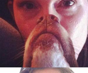 epic dog beards funny picture