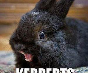 Ermagerd Bunny funny picture