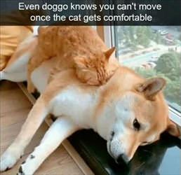 even doggo knows