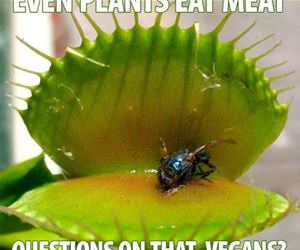 even plants eat meat funny picture
