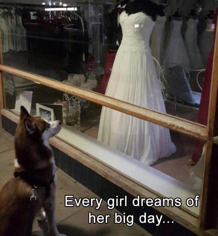 every girl dreams of her big day funny picture