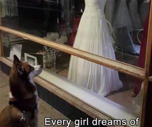 every girl dreams of her big day funny picture