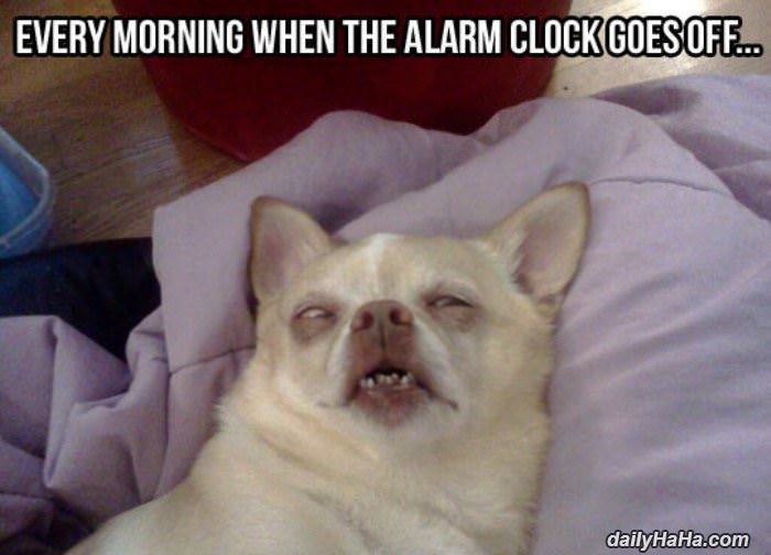 every morning funny picture