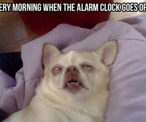 every morning funny picture