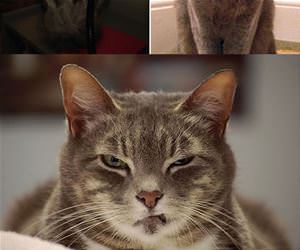 evil looking cats funny picture