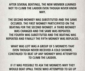 evolution monkeys
