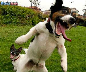 Excitable Dogs