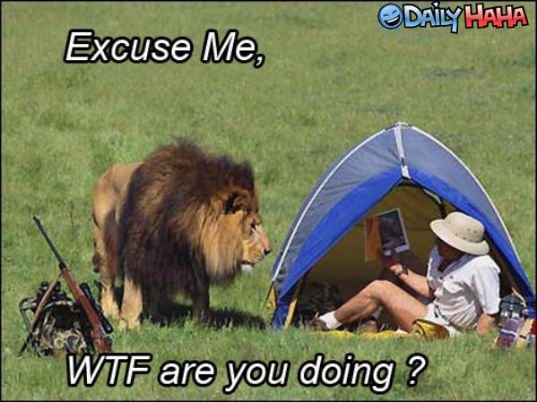 Excuse Me Lion funny picture