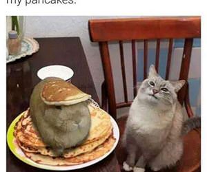 excuse me sir funny picture