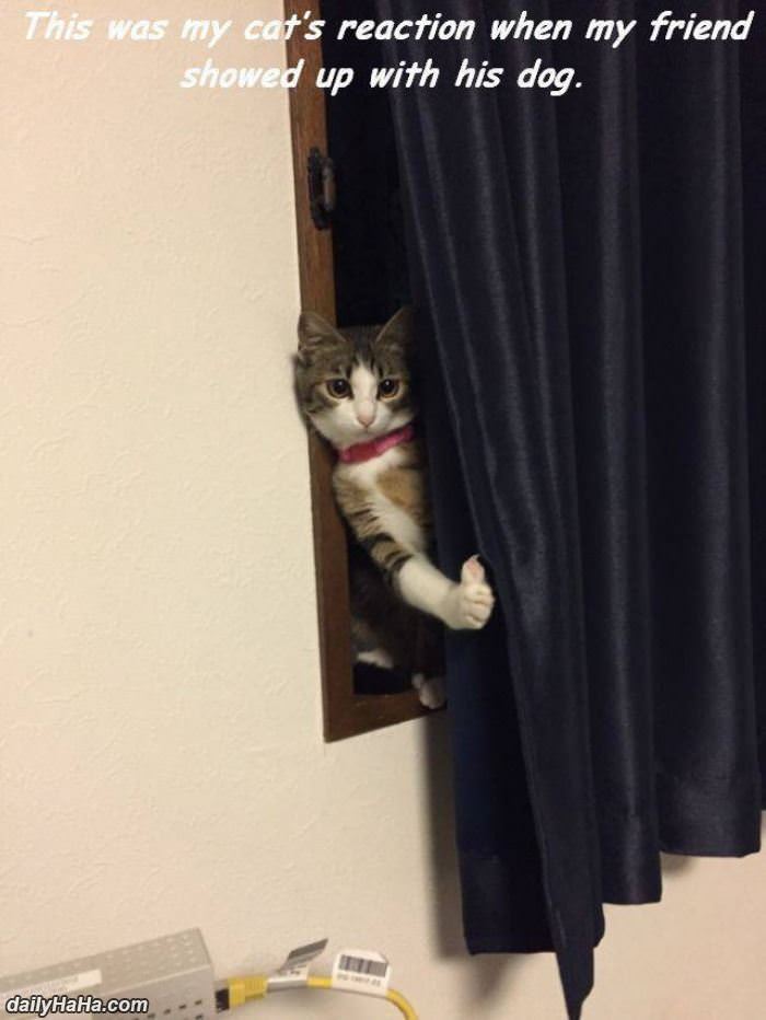 excuse me what is that funny picture