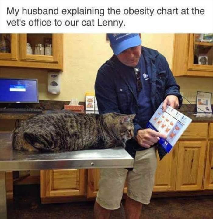 explaining the obesity chart to the cat