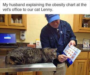 explaining the obesity chart to the cat