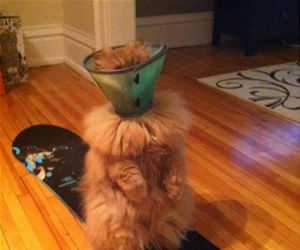 extra fluffy cat funny picture