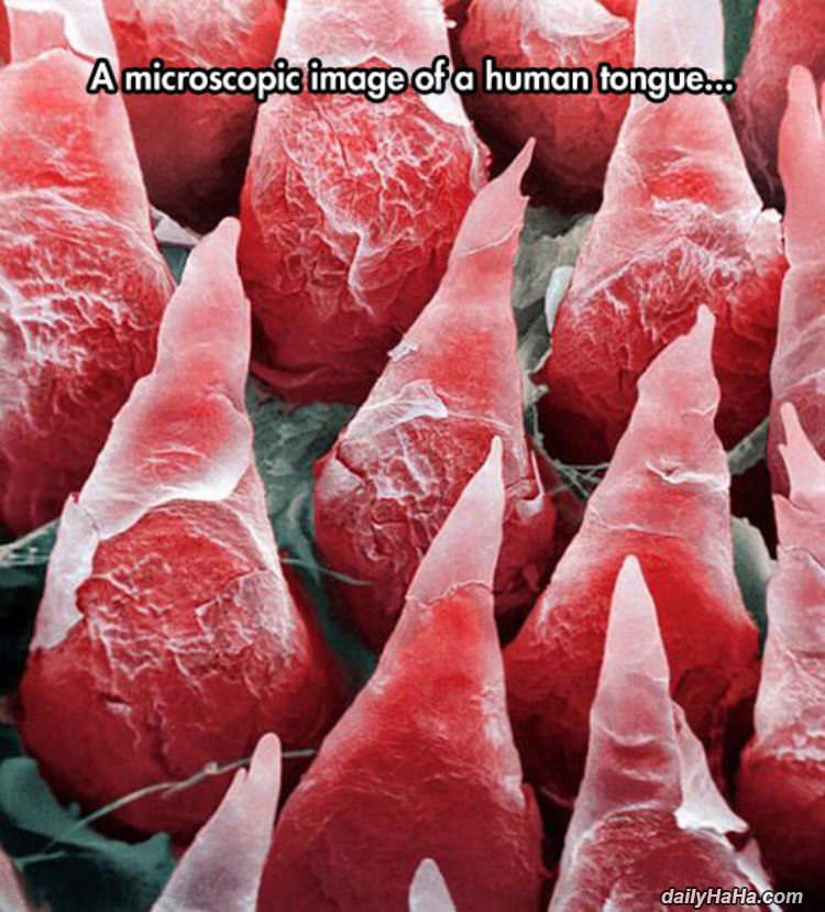 extreme closeup human tongue funny picture