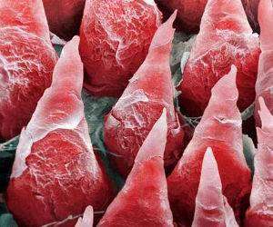 extreme closeup human tongue funny picture