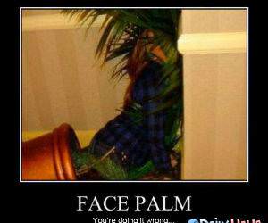 Face Palm funny picture
