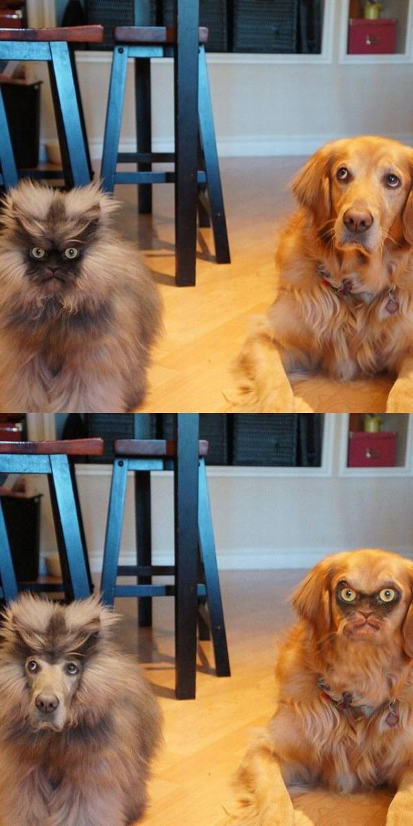 Animal Face Swap funny picture