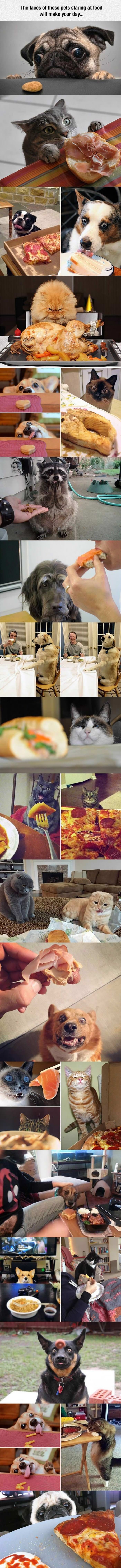 faces of pets looking at food funny picture