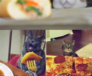 faces of pets looking at food funny picture