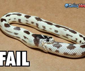 Fail Snake is Hungry
