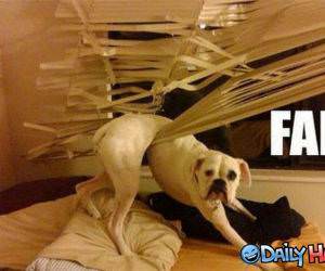 Failure Dog funny picture